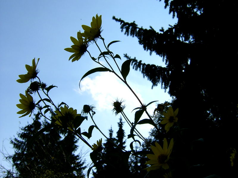 Blumen im Gegenlicht