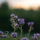 Blumen im Gegenlicht