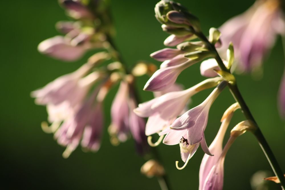 Blumen im Gegenlicht