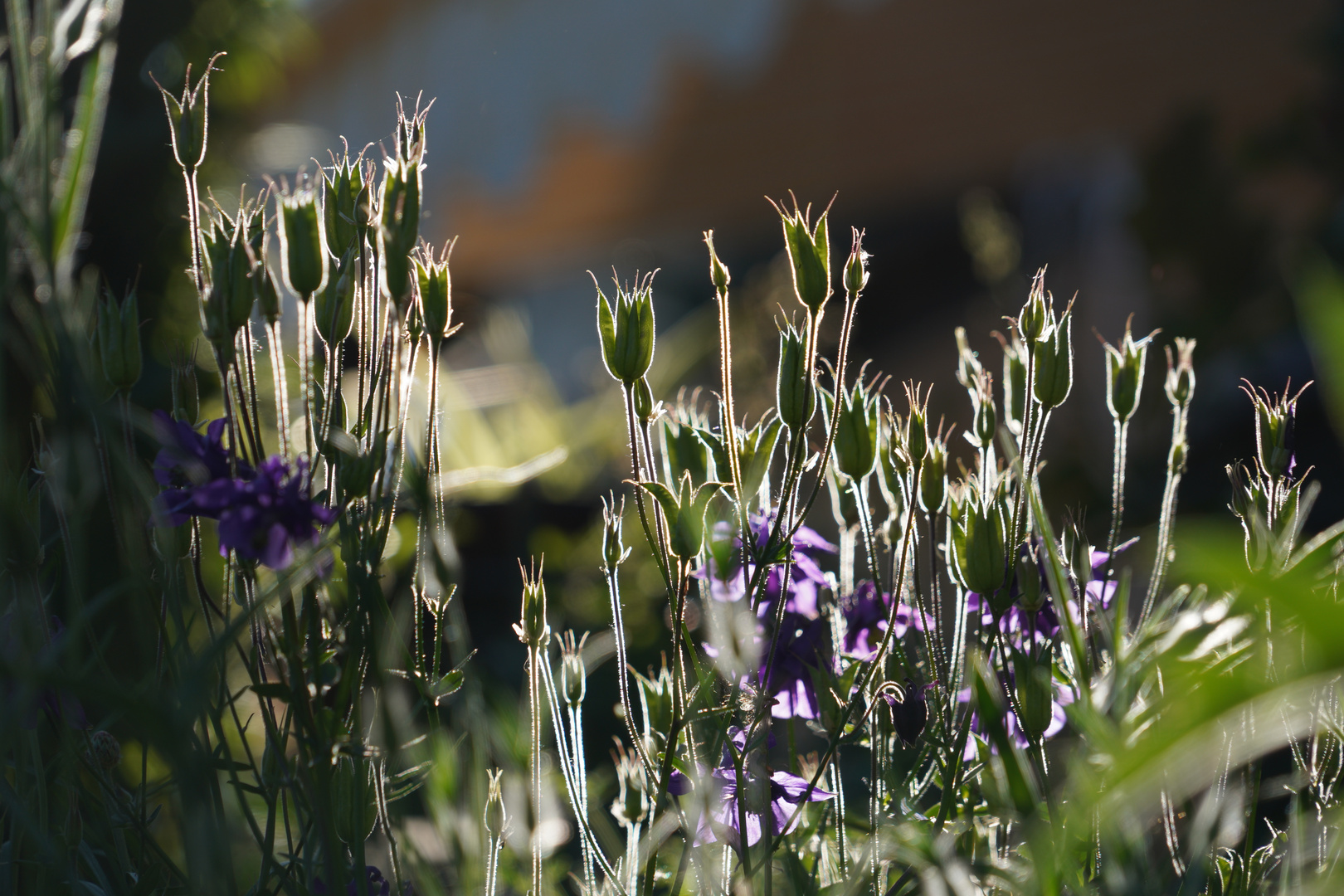 Blumen im Gegenlicht