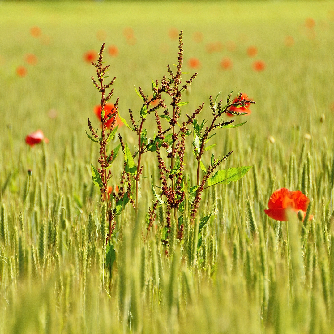 Blumen im Getreidefeld