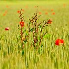 Blumen im Getreidefeld