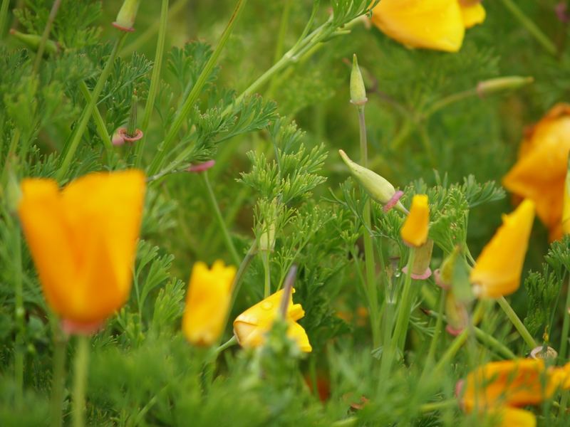 Blumen im Golden Gate Park