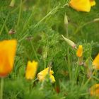 Blumen im Golden Gate Park