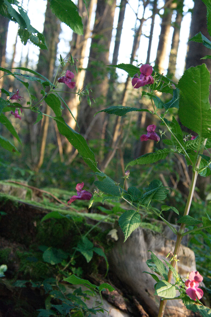 Blumen im Grünen