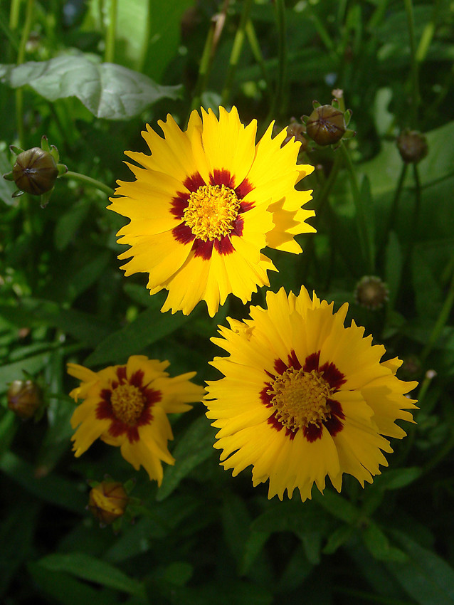 Blumen im Halbschatten Foto & Bild pewebe Bilder auf