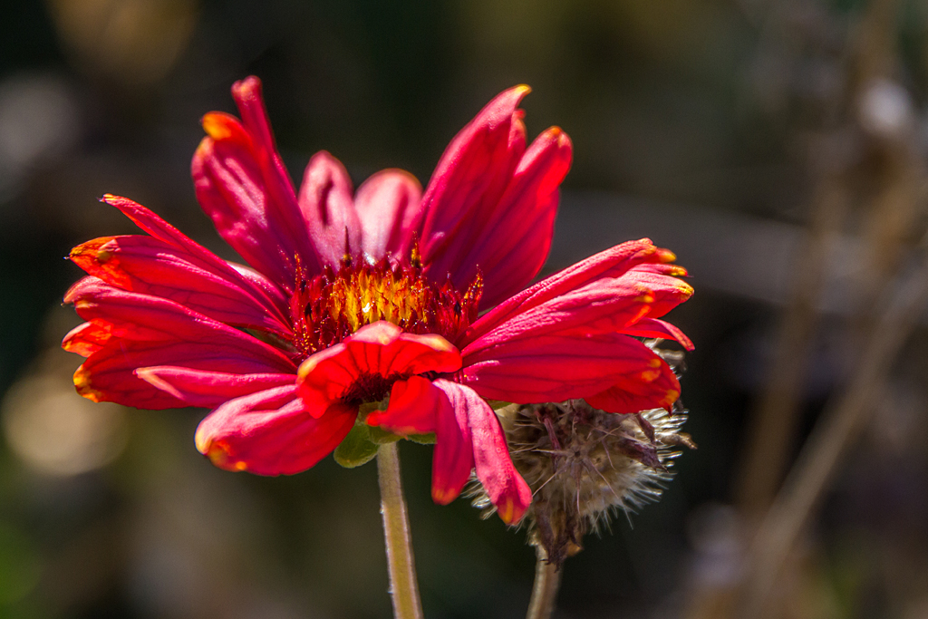 Blumen im Herbst