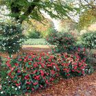 Blumen im Herbst 14.Oktober