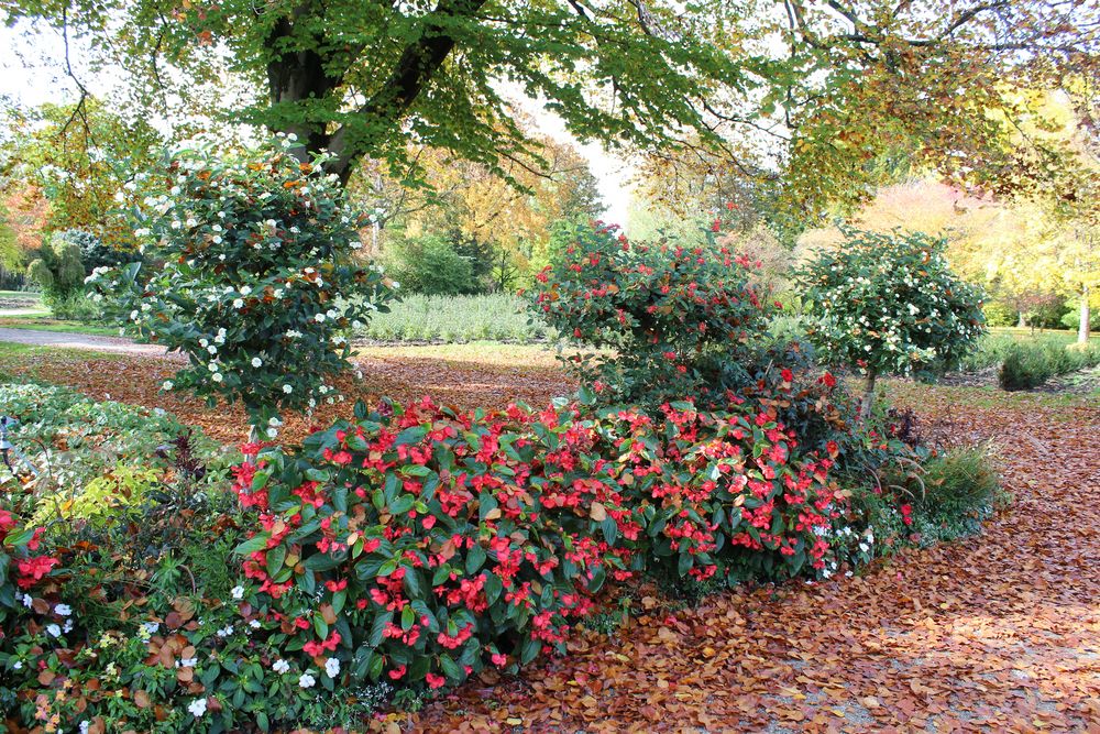 Blumen im Herbst 14.Oktober