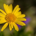 Blumen im Herbst