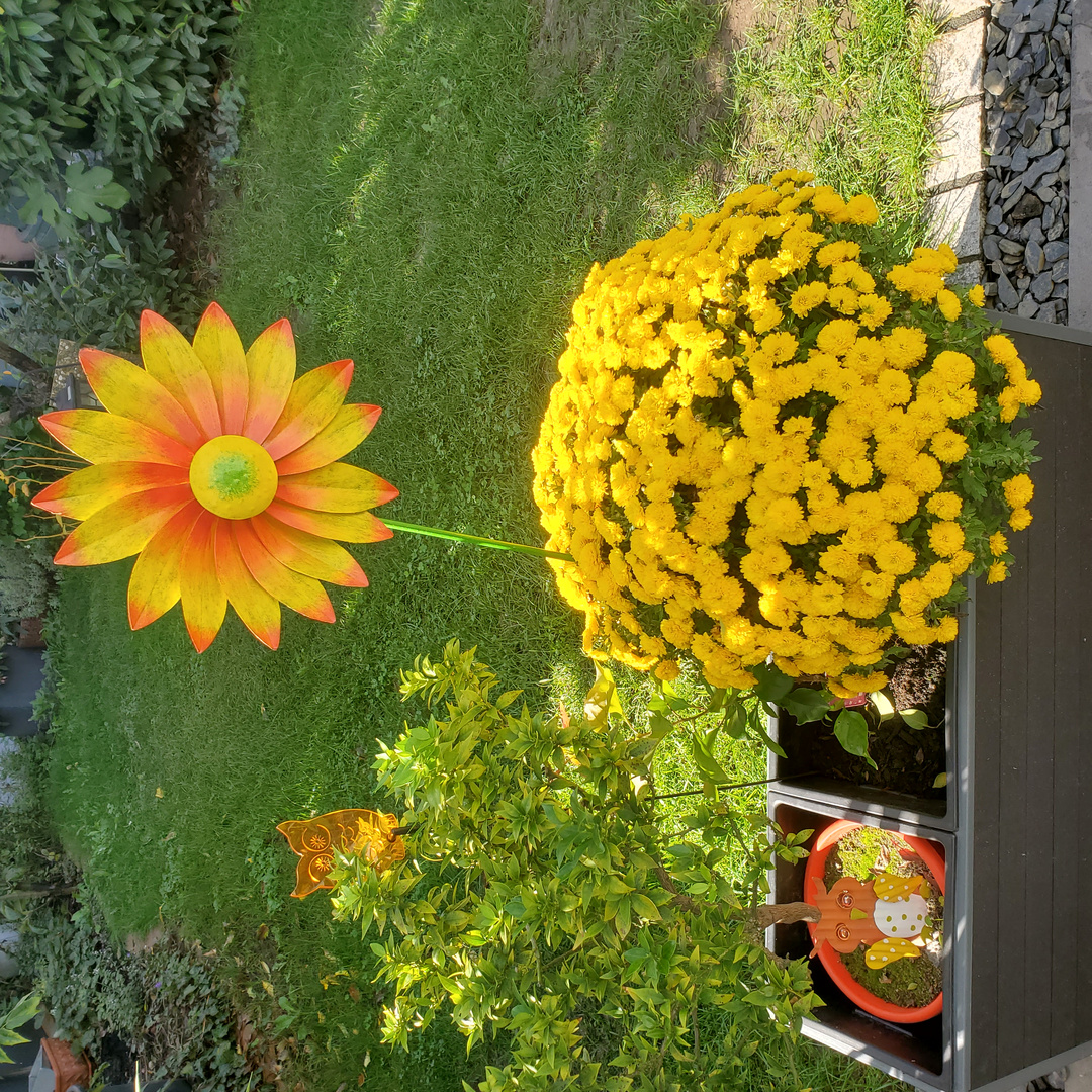 Blumen im Herbst Foto & Bild motive Bilder auf