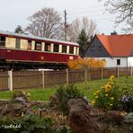 Blumen im Herbst