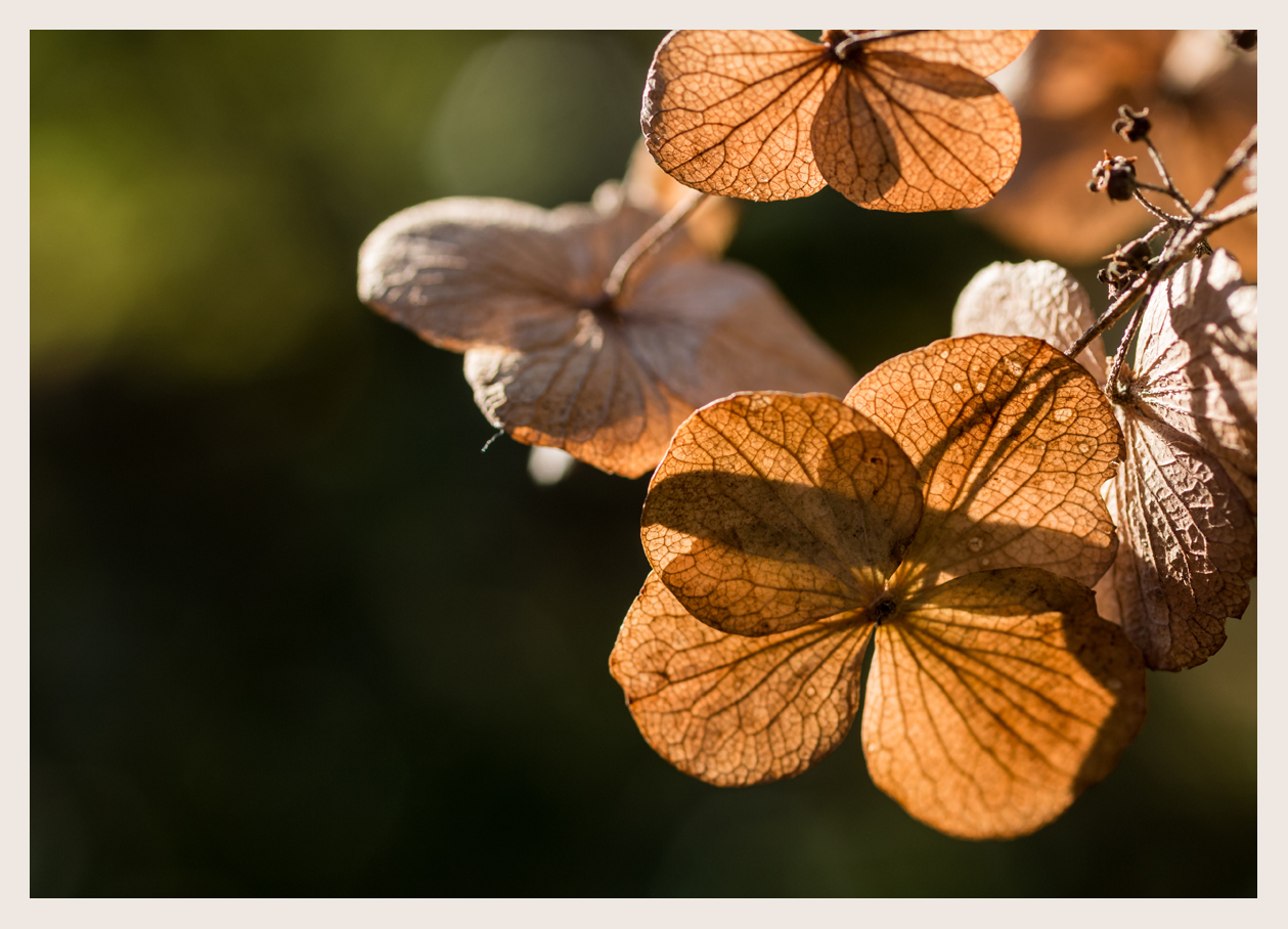 Blumen im Herbst