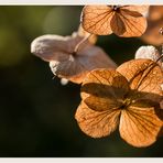 Blumen im Herbst