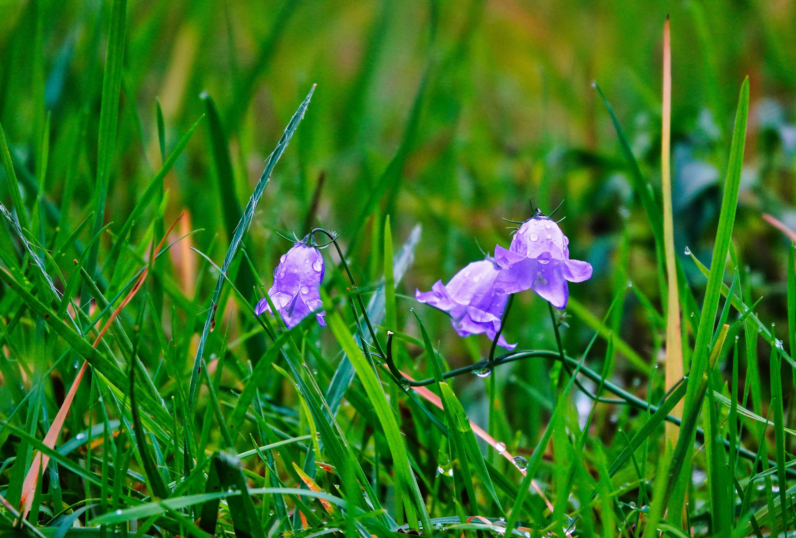 Blumen im Herbst 