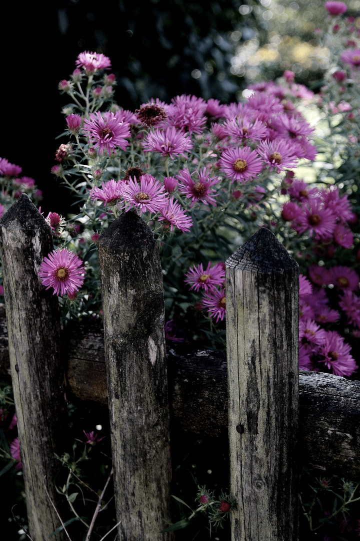 52+ Blumen Herbst Pflanzen, Wir zeigen ihnen die 16 schönsten