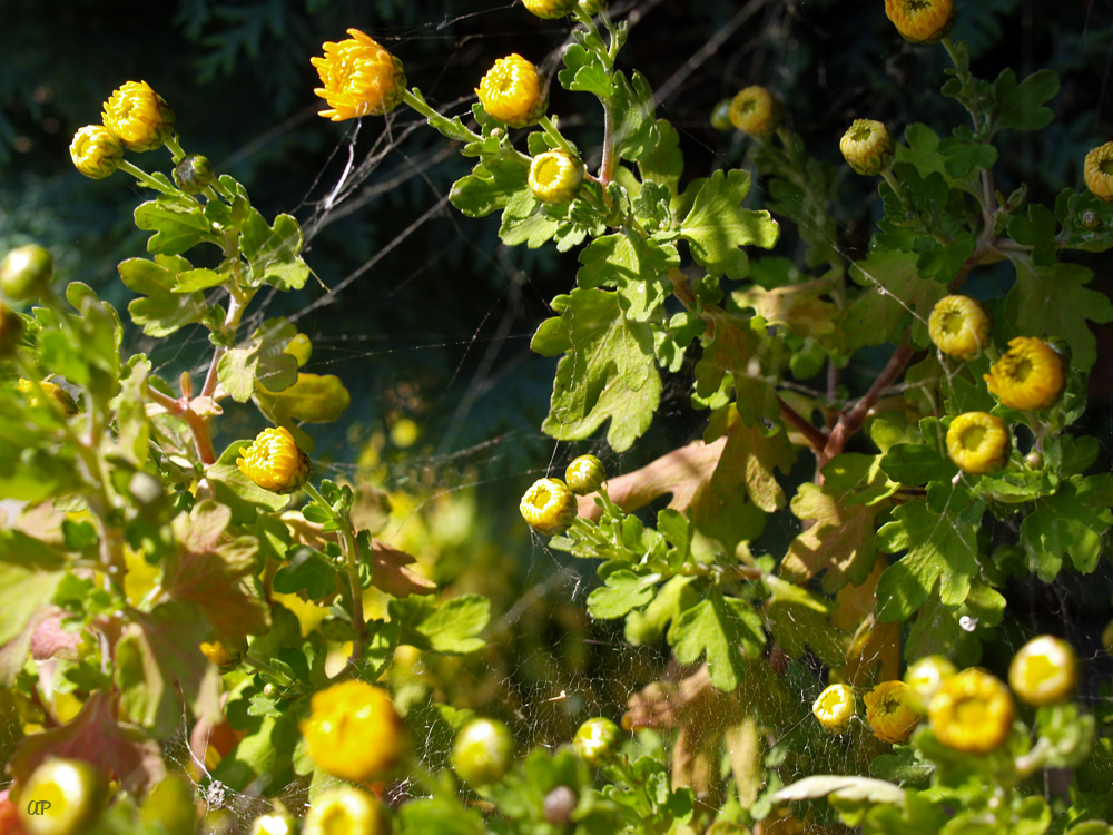 *Blumen im Herbst*