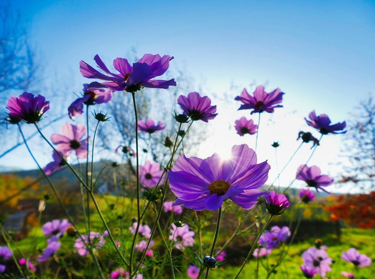 Blumen im Herbst 