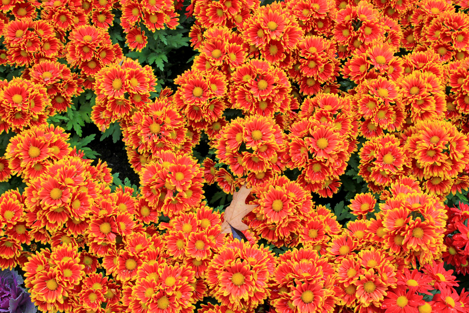 Blumen im Herbst (Schlosspark Oberes Schloss Siegen) 1