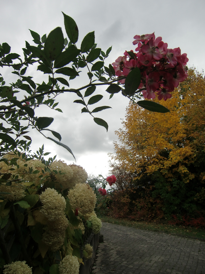 Blumen - im Herbstkleid