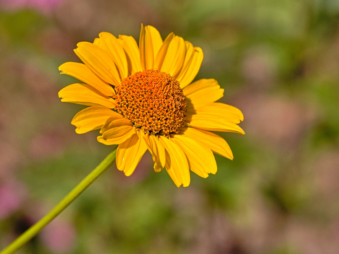 Blumen im Hochsommer