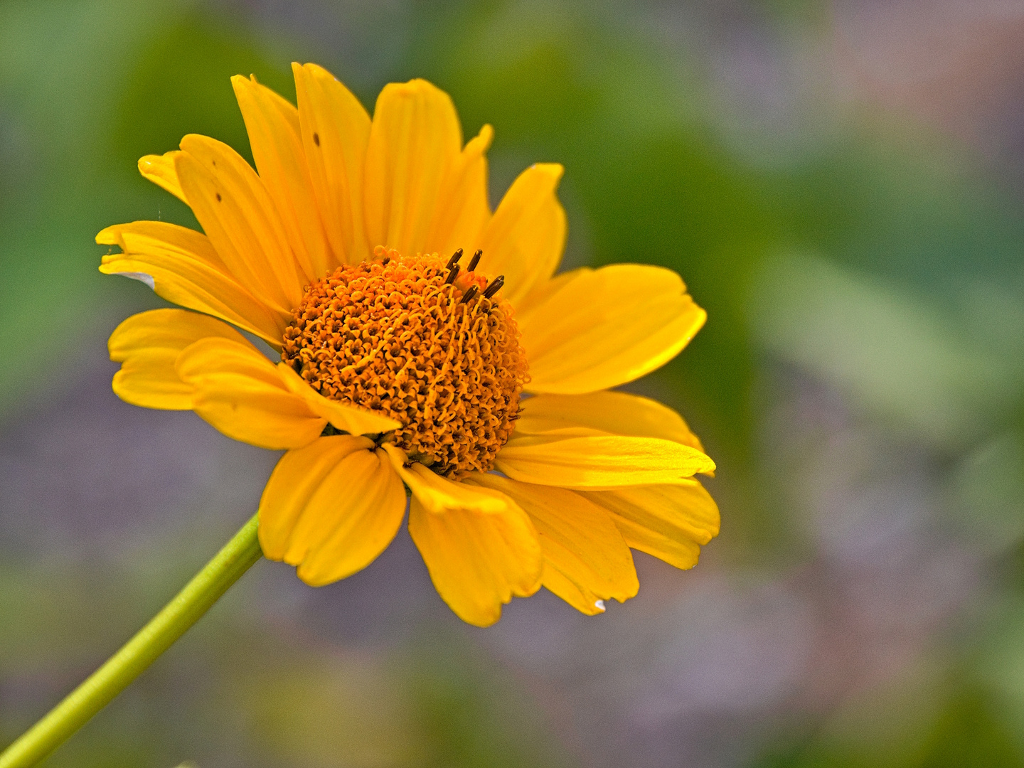 Blumen im Hochsommer