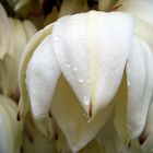 Blumen im Hotelgarten in Willich bei Düsseldorf