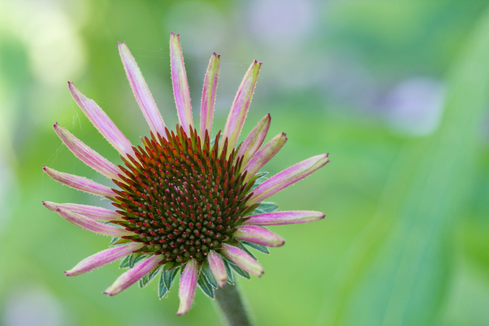 Blumen im Juli