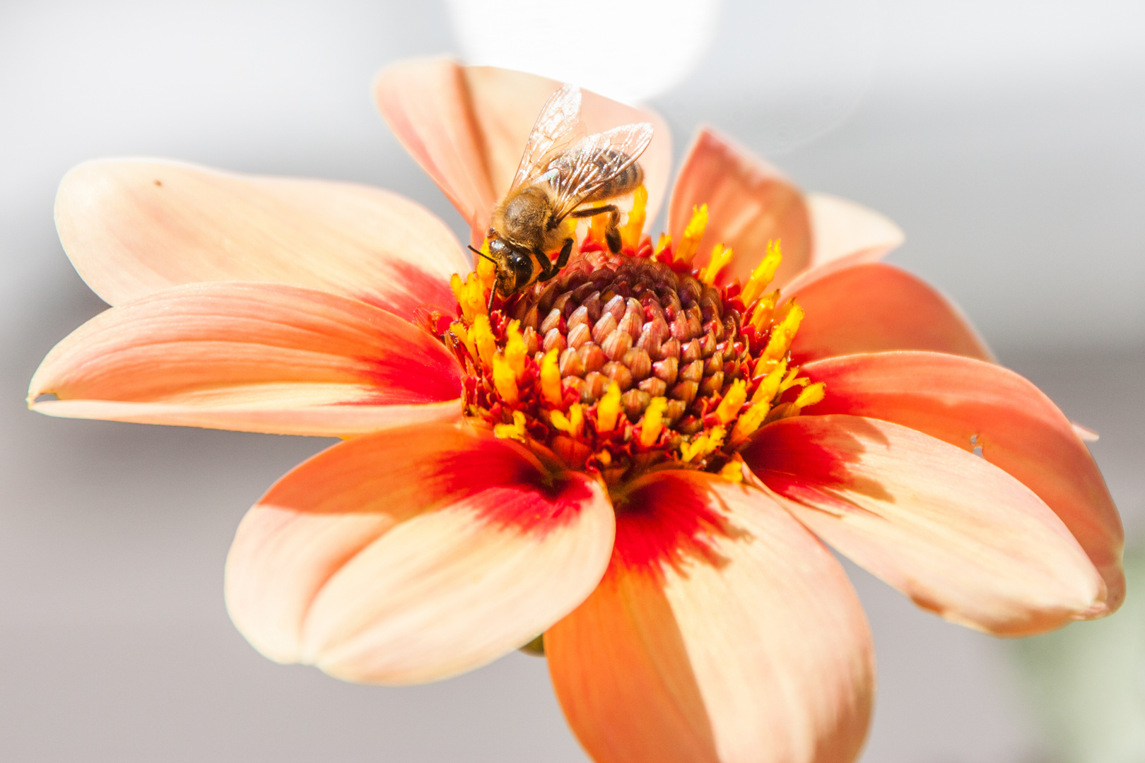 Blumen im Juli Foto & Bild fotos, natur, schön Bilder auf