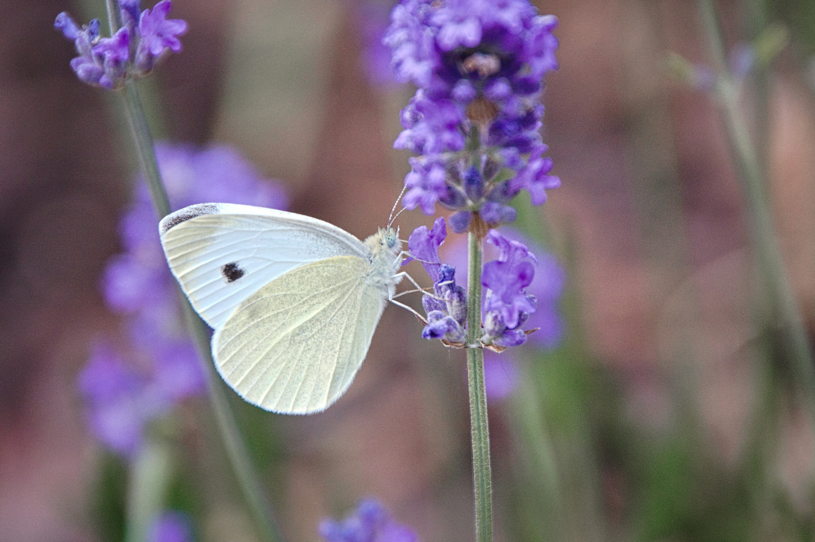 Blumen im Juni