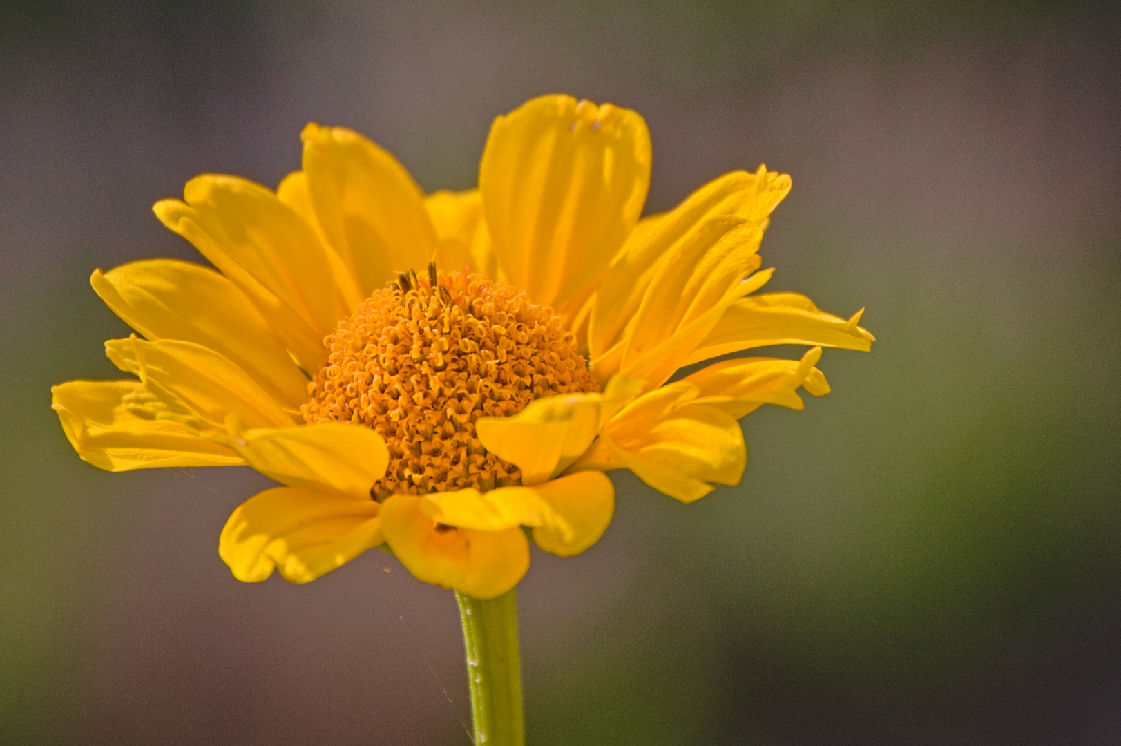 Blumen im Juni