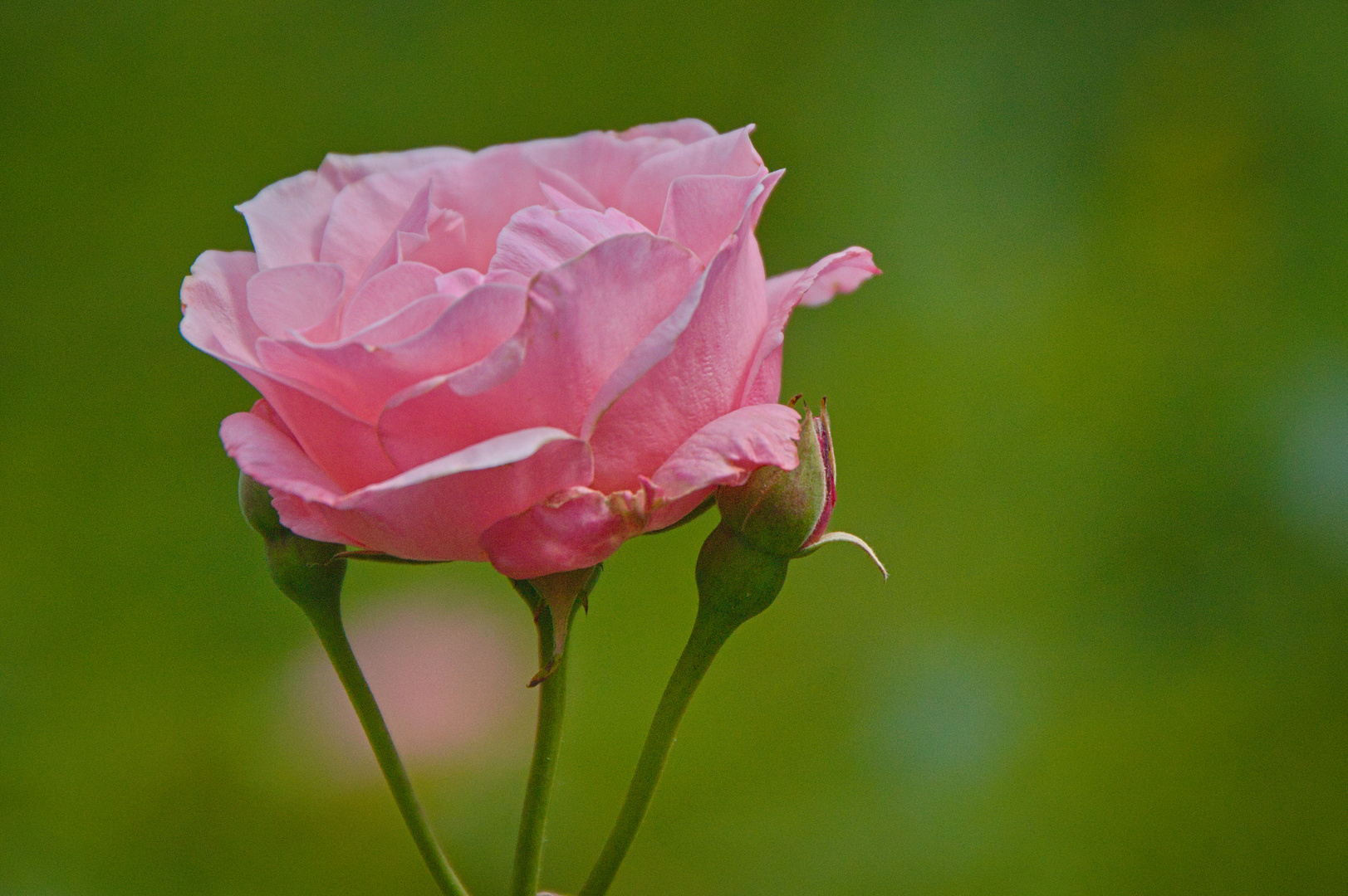 Blumen im Juni