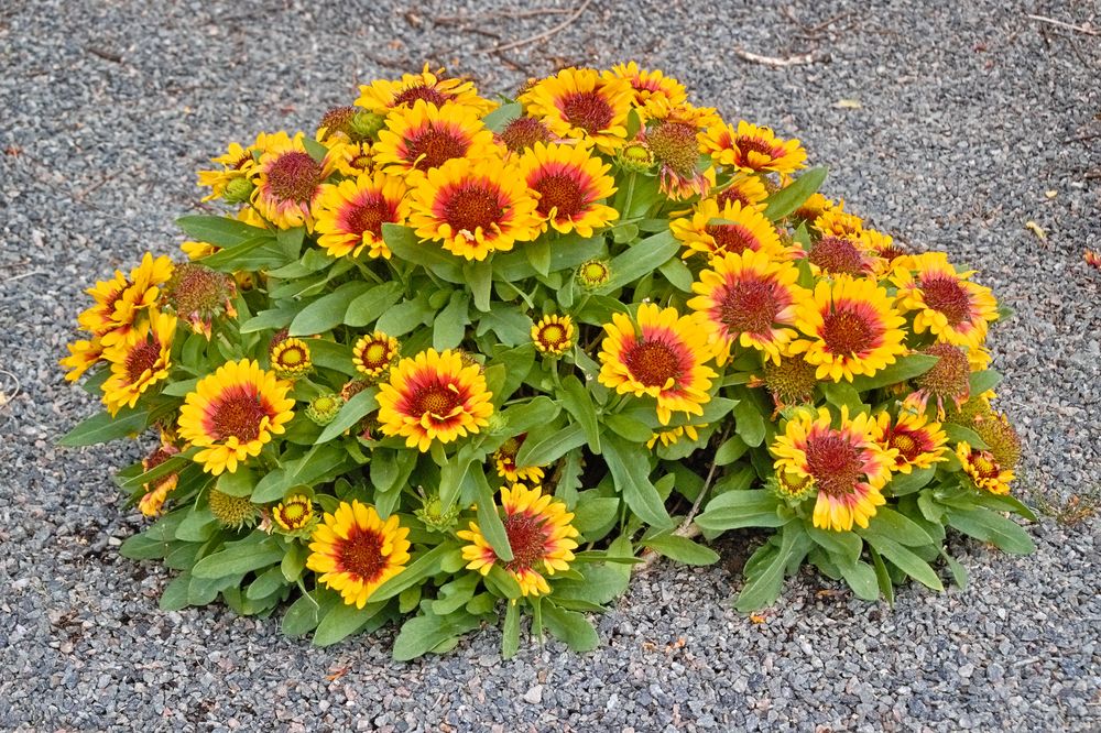 Blumen im Juni Foto & Bild pflanzen, pilze & flechten, blüten