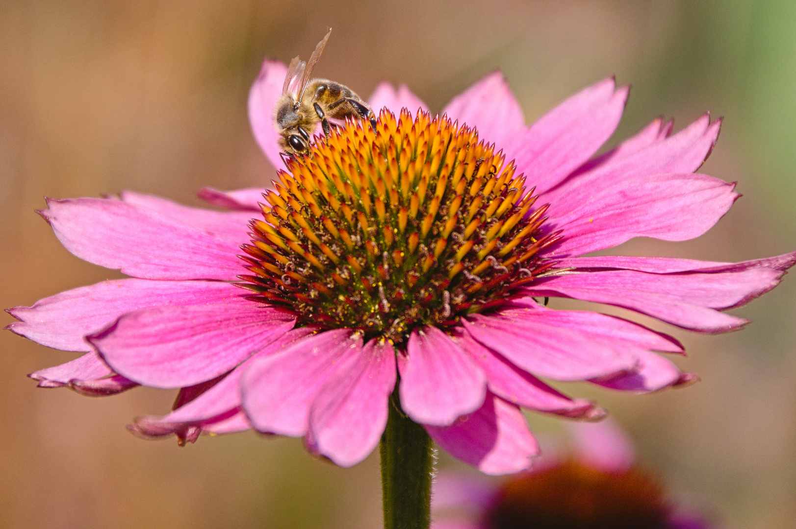 Blumen im Juni