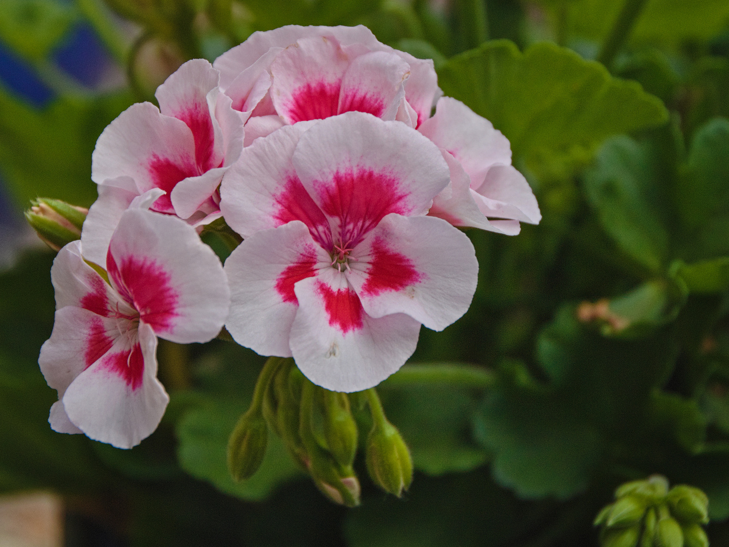 Blumen im Juni Foto & Bild pflanzen, pilze & flechten, blüten
