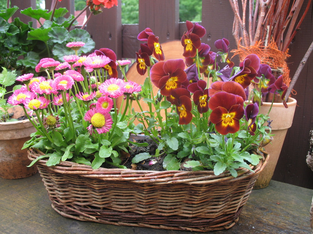 Blumen im Kindergarten Foto & Bild | archiv projekte naturchannel