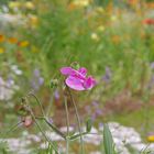  Blumen im Klostergarten Springiersbach (2)