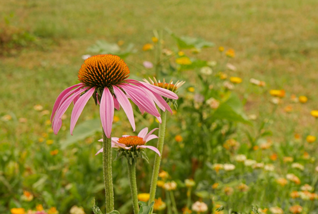  Blumen im Klostergarten Springiersbach (3)