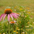  Blumen im Klostergarten Springiersbach (3)