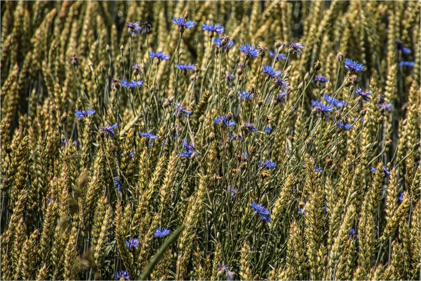 Blumen im Korn