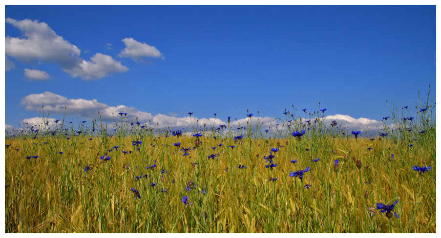 Blumen im Korn