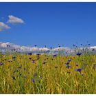 Blumen im Korn