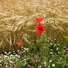 Blumen im Kornfeld