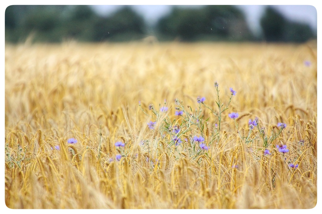 Blumen im Kornfeld