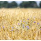 Blumen im Kornfeld