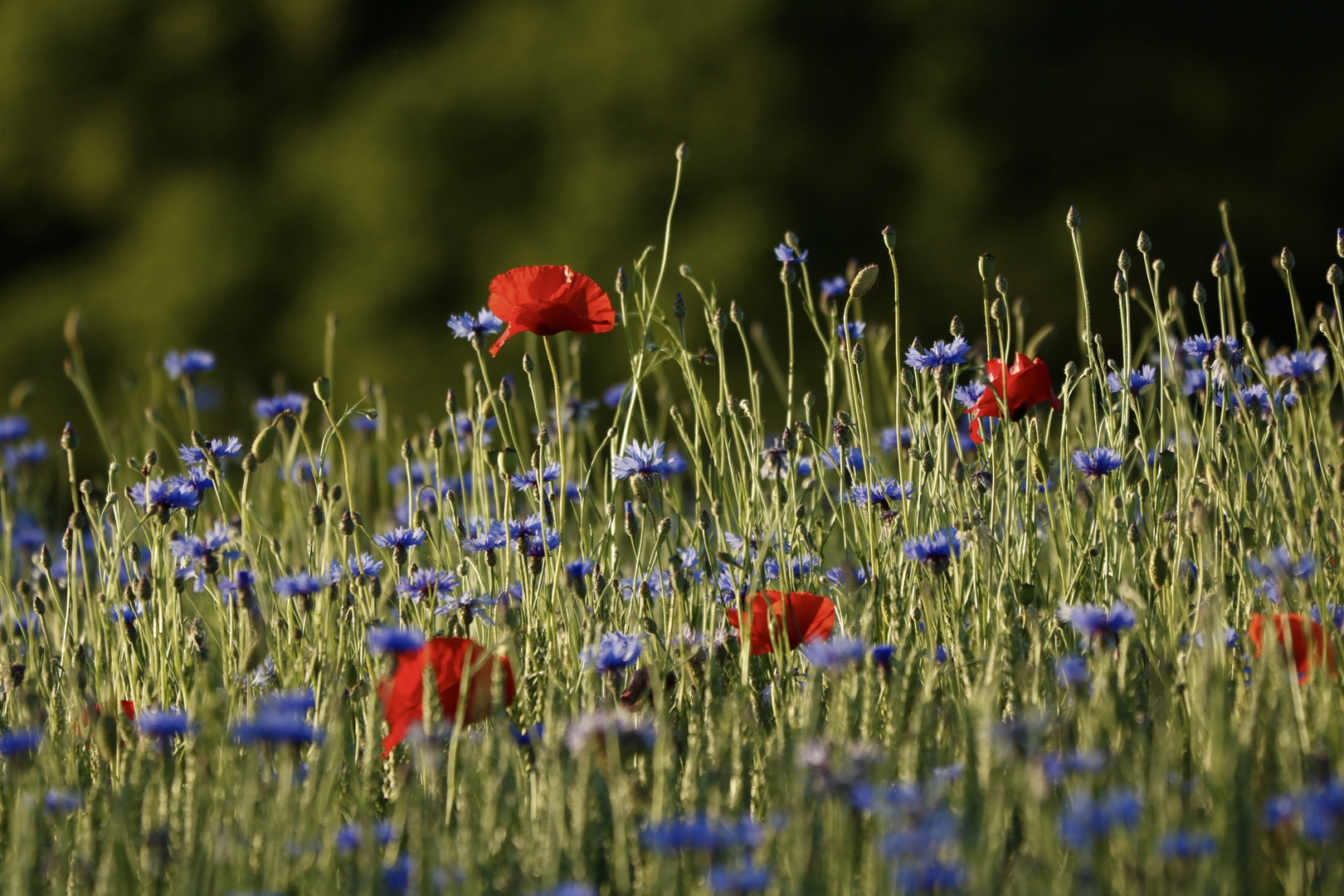 Blumen im Kornfeld