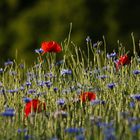 Blumen im Kornfeld