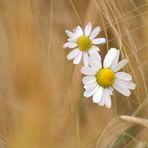 Blumen im Kornfeld