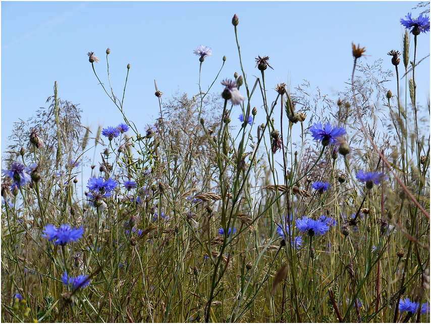 Blumen im Kornfeld