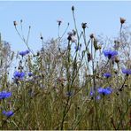 Blumen im Kornfeld